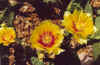 Opuntia-flowers.jpg (56458 bytes)